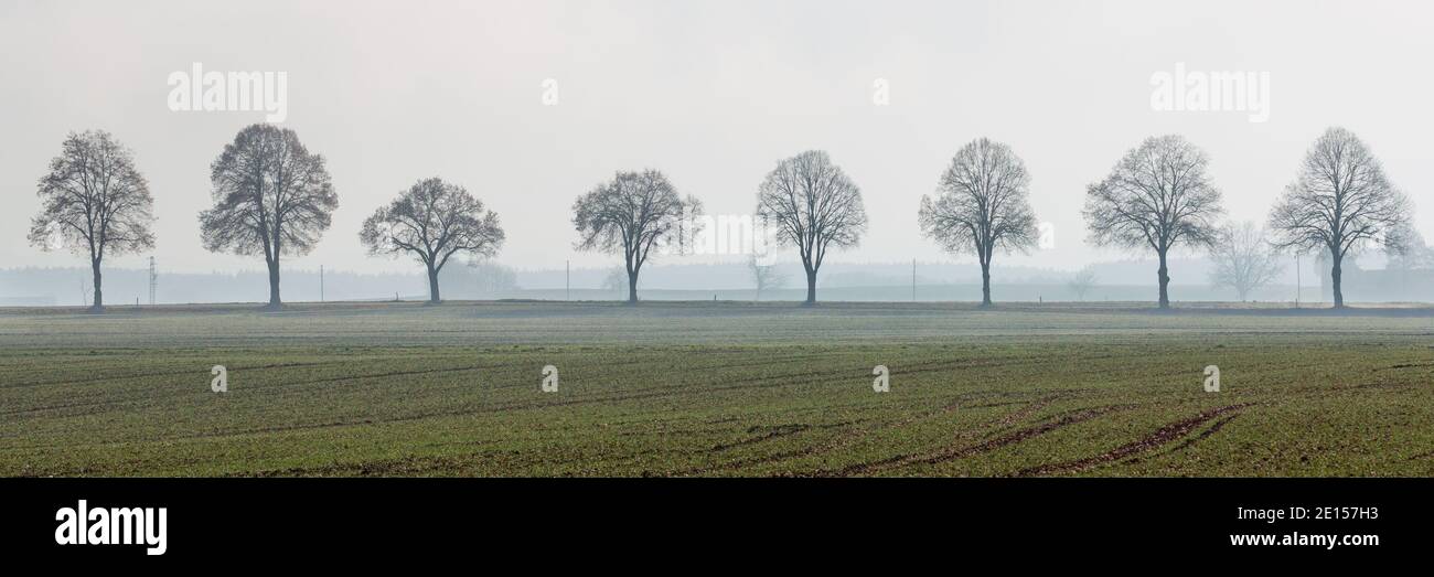 Panorama con diversi alberi decidui. Allineati in fila, in piedi l'uno accanto all'altro. Foto Stock