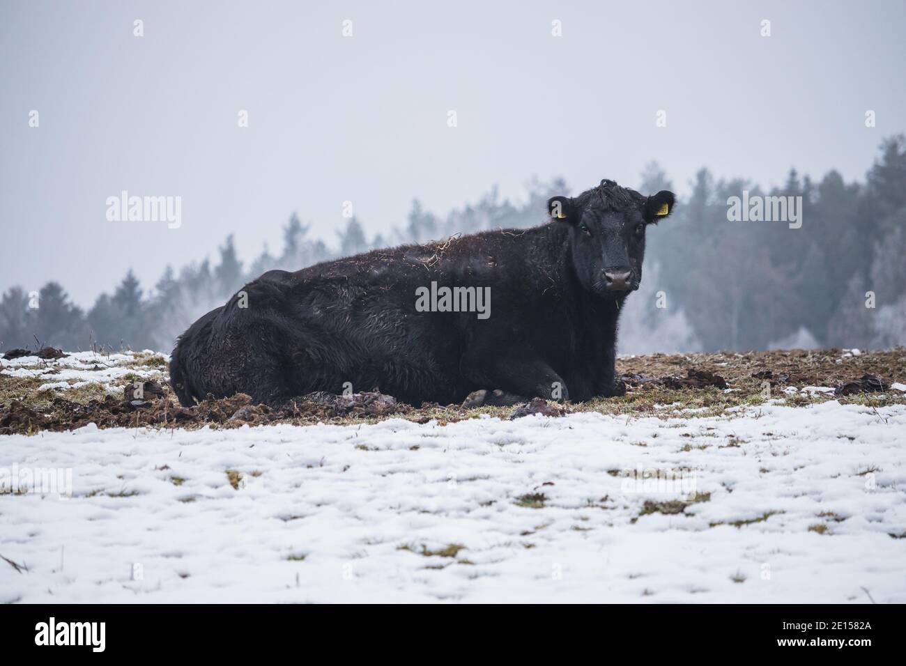 mucca nera senza cornici che giace su un campo innevato Foto Stock