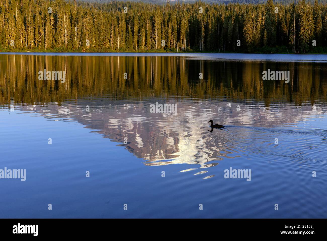 WA17623-00..... WASHINGTON - UN'anatra nuota attraverso il riflesso di Mount Adams nel lago Horseshoe, Gifford Pinchot National Forest. Foto Stock