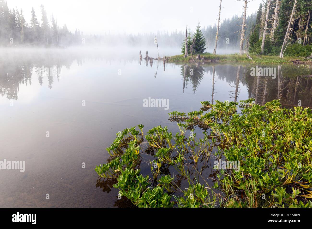 WA17624-00..... WASHINGTON - nebbia mattutina sul lago Horseshoe, Gifford Pinchot National Forest. Foto Stock