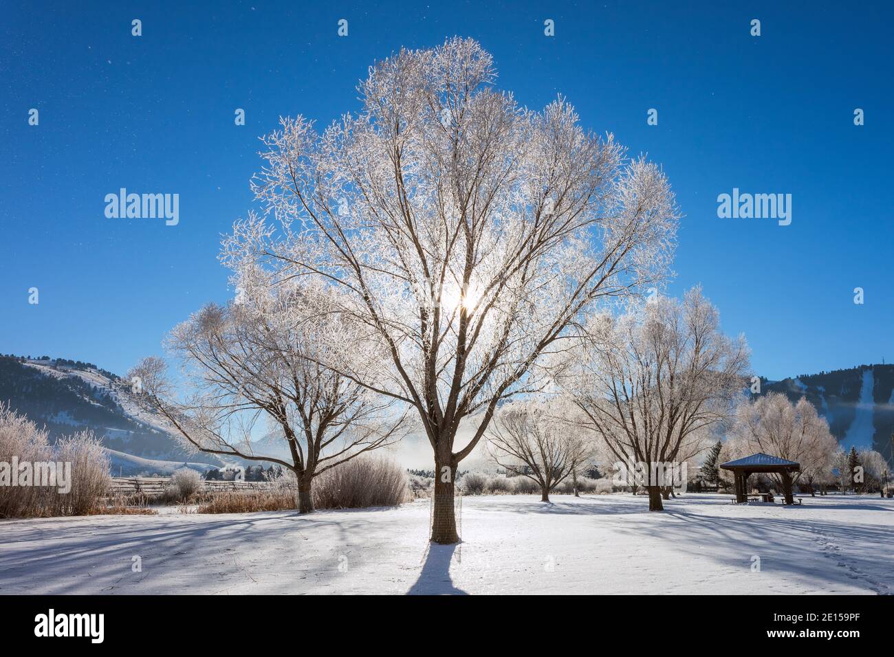 Paesaggio panoramico con gelo sugli alberi all'alba in una mattinata d'inverno a Jackson Hole, Wyoming, USA Foto Stock