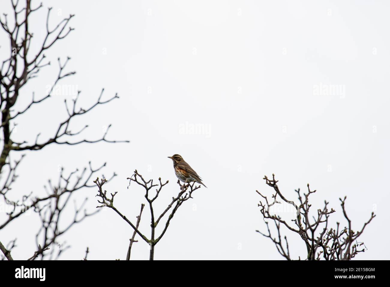 Song thrush bird (Turdus philomelos) arroccato sul ramo di albero di sycamore con sfondo cielo invernale. Spazio di copia per il testo Foto Stock