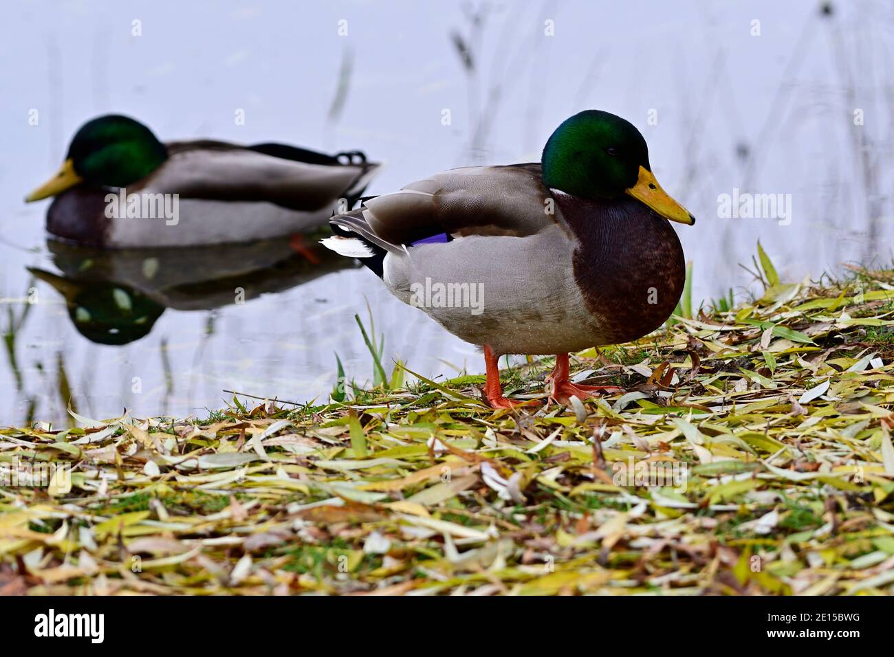Vienna, Austria. Coppia Mallard (Anas platyrhynchos) in acqua Foto Stock