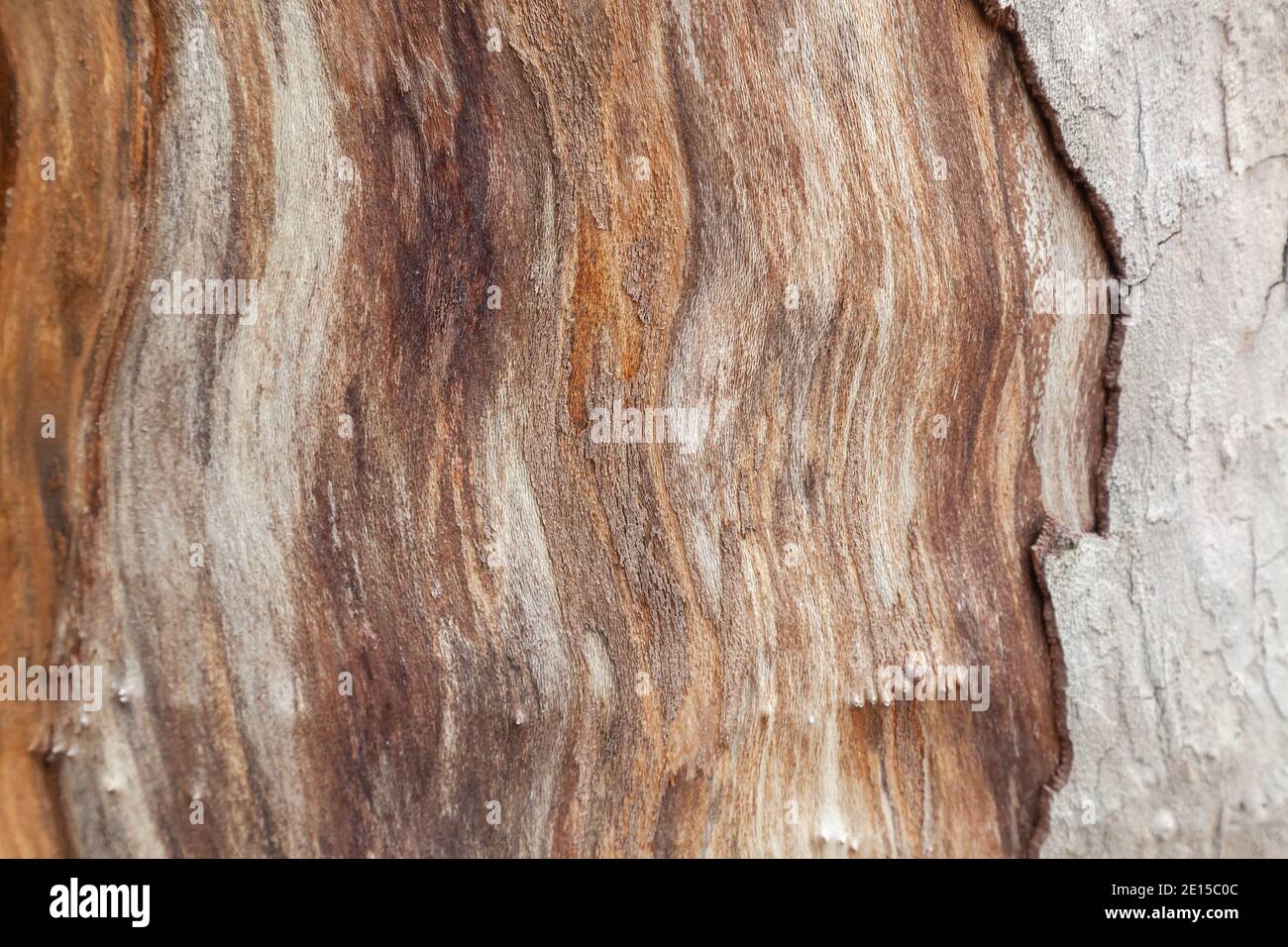 struttura decorativa di fondo di un tronco di albero senza corteccia Foto Stock