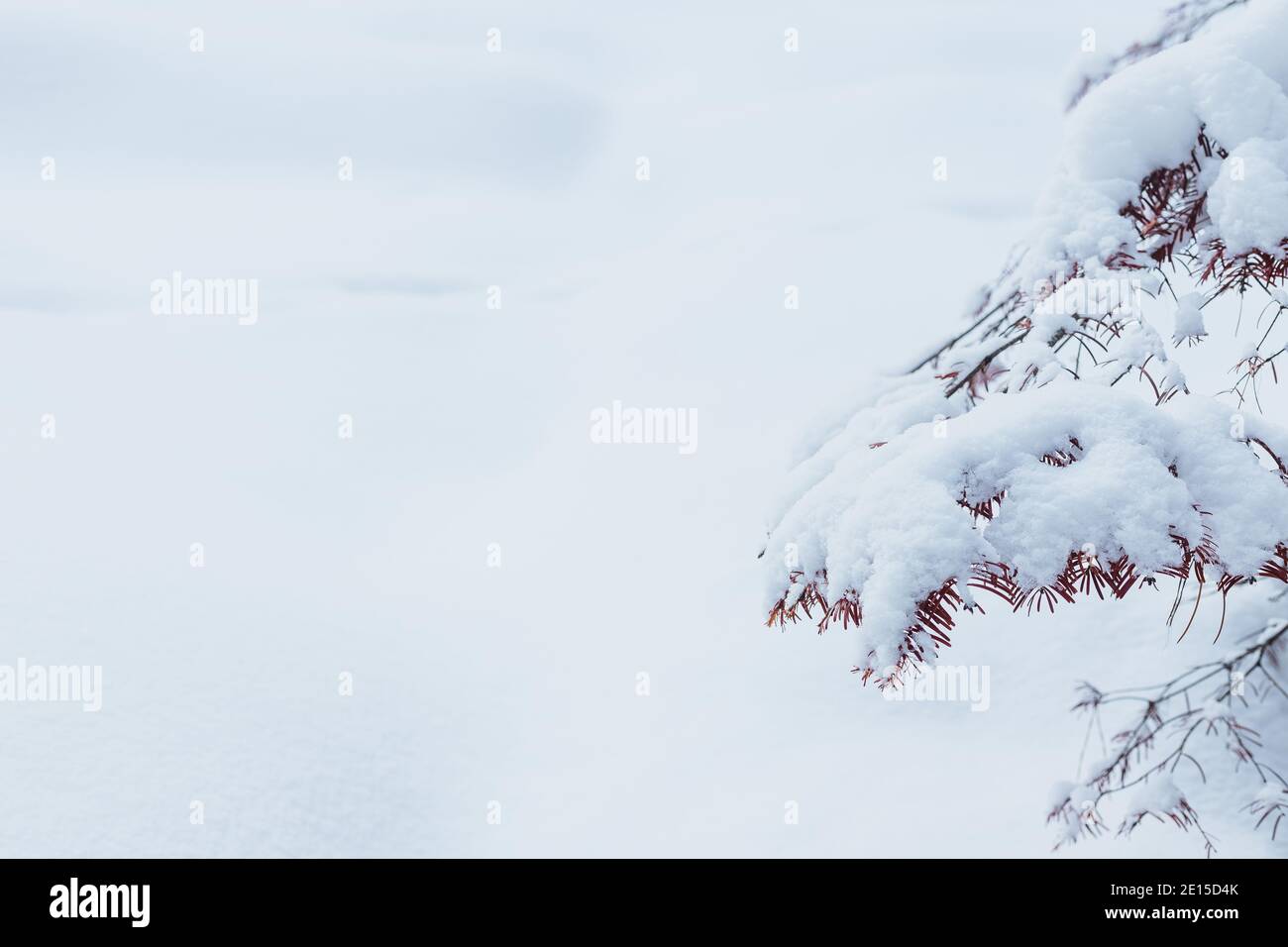 Primo piano di Pine Tree Branch coperto di neve Foto Stock