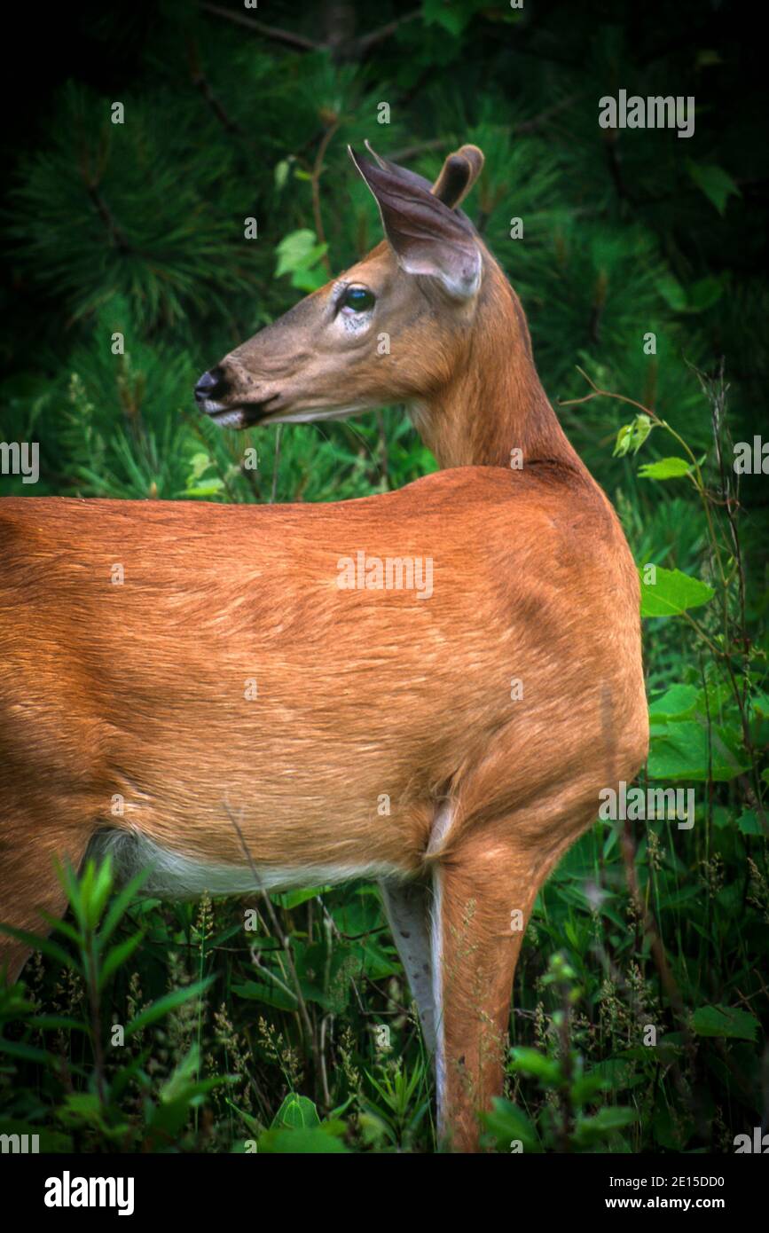 White-tailed deer (Odocoileus virginianus) Foto Stock