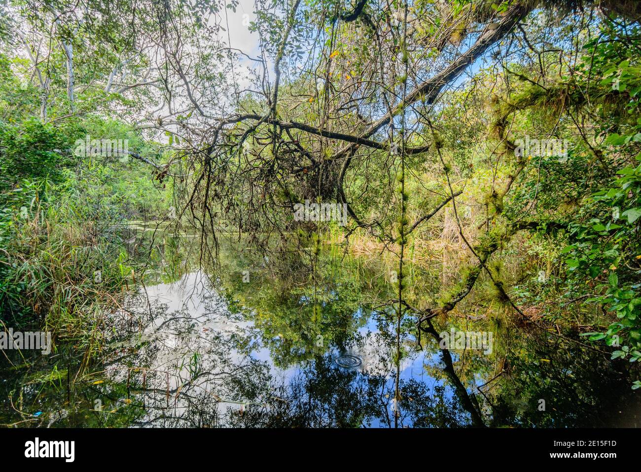 Le acque calme della zona umida riflettono gli alberi e la fitta vegetazione lungo un corso d'acqua naturale Foto Stock
