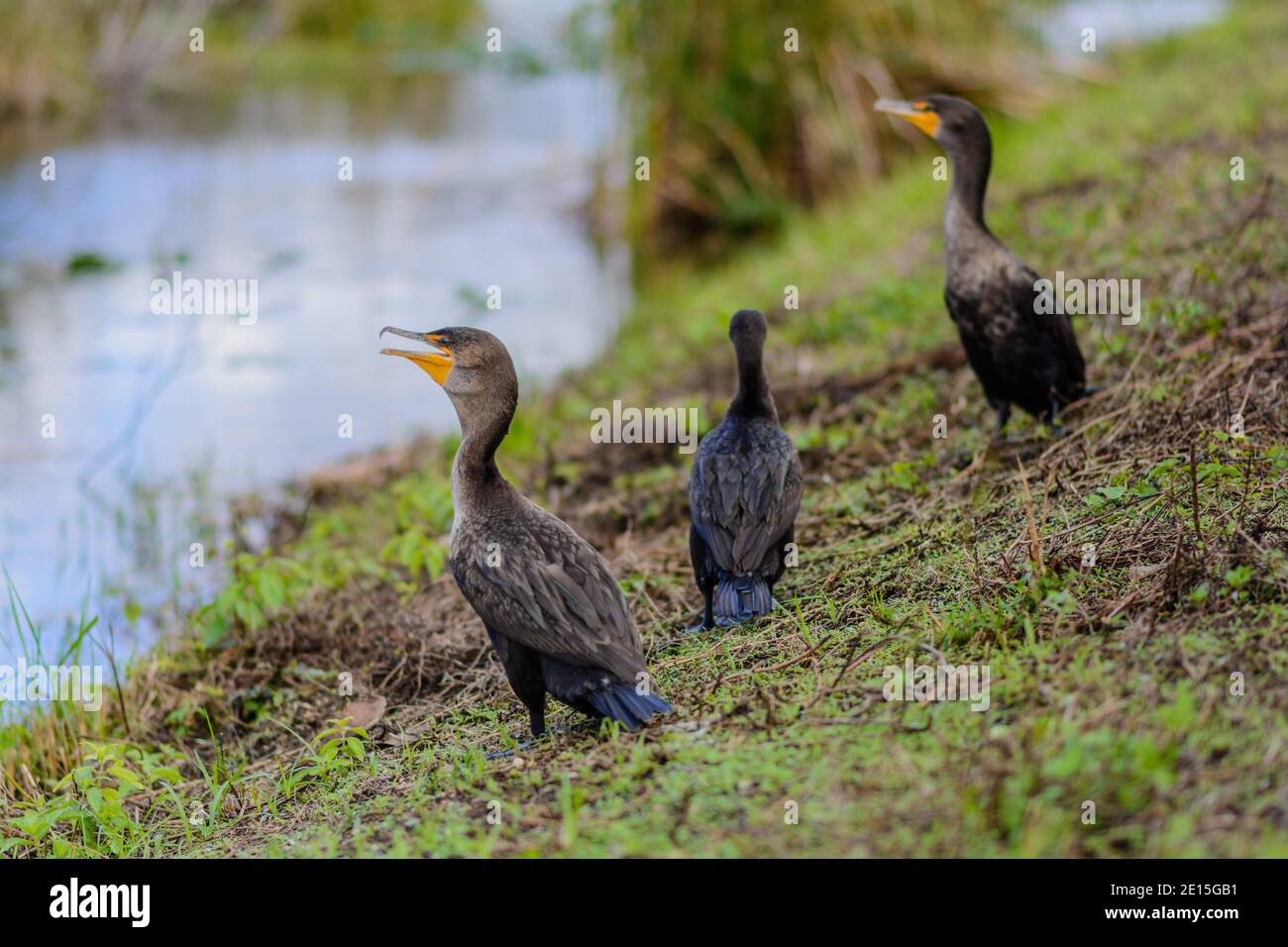 Tre cormorani si stendono su una riva erbosa accanto all'acqua dolce, riposando vicino al bordo dell'acqua Foto Stock