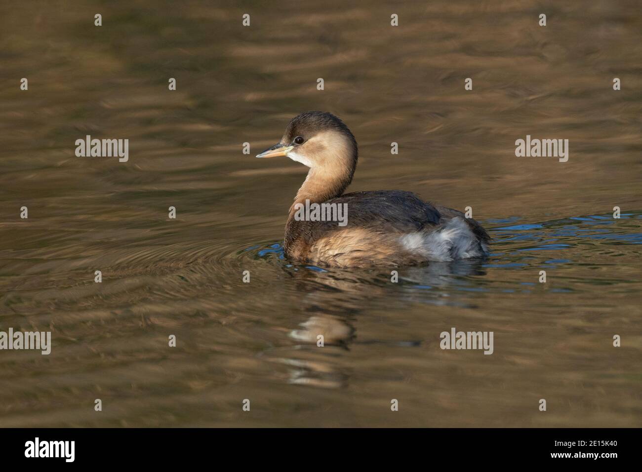 Piccolo grebe-Tachybaptus ruficollis nel piumaggio invernale. Foto Stock