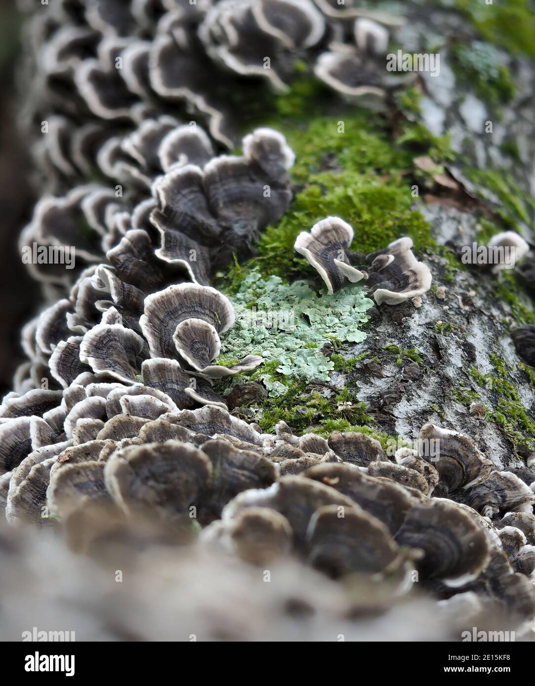 Il Turkeytail (Trametes versicolor) è un fungo non commestibile, foto macro impilata Foto Stock