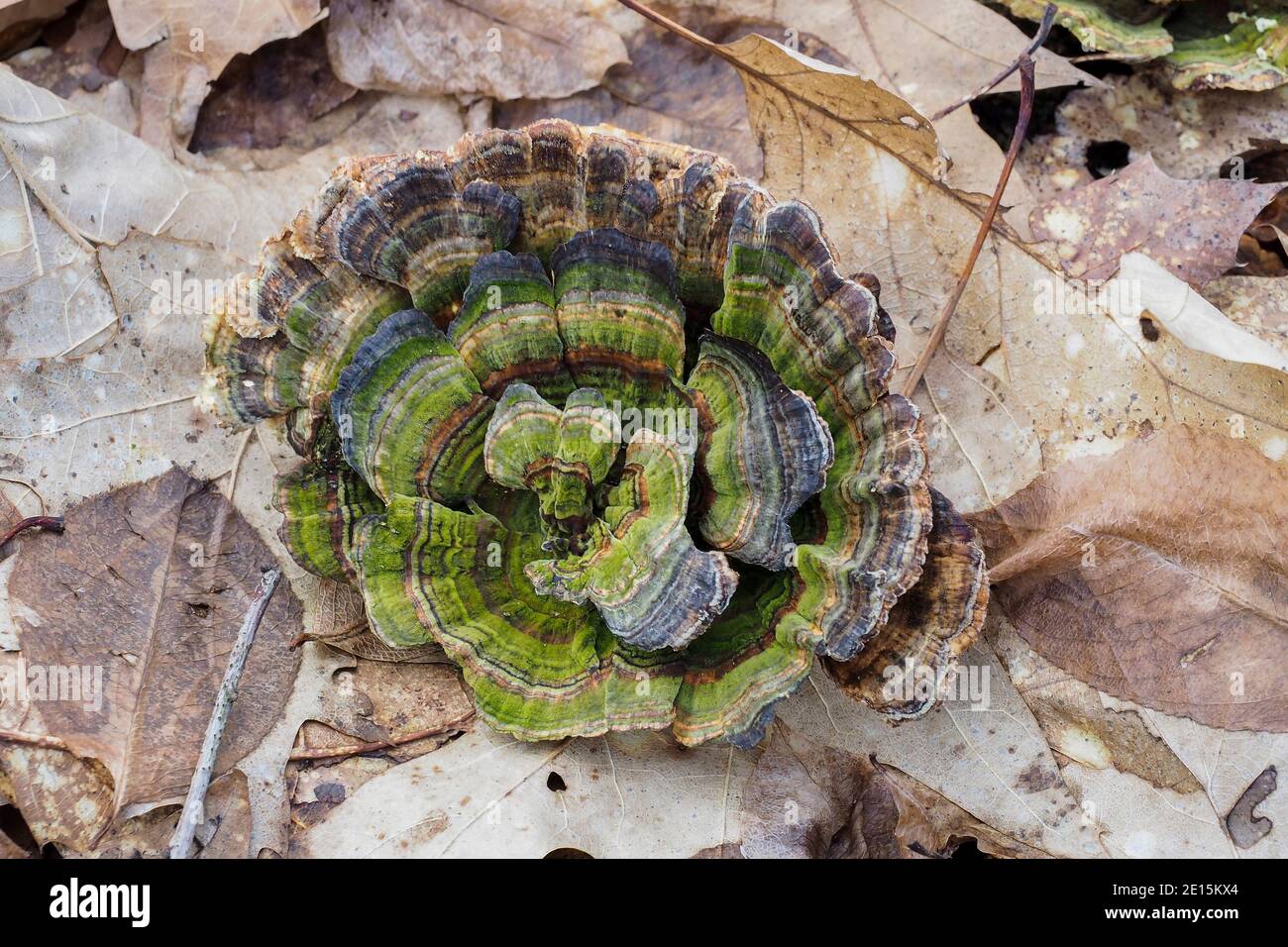 Il Turkeytail (Trametes versicolor) è un fungo non commestibile, foto macro impilata Foto Stock