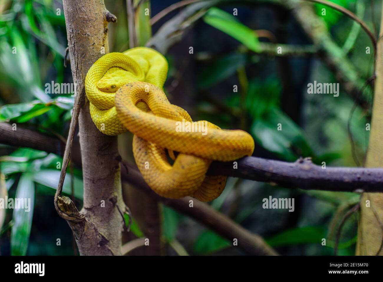 Serpenti colorati gialli sull'albero Foto Stock