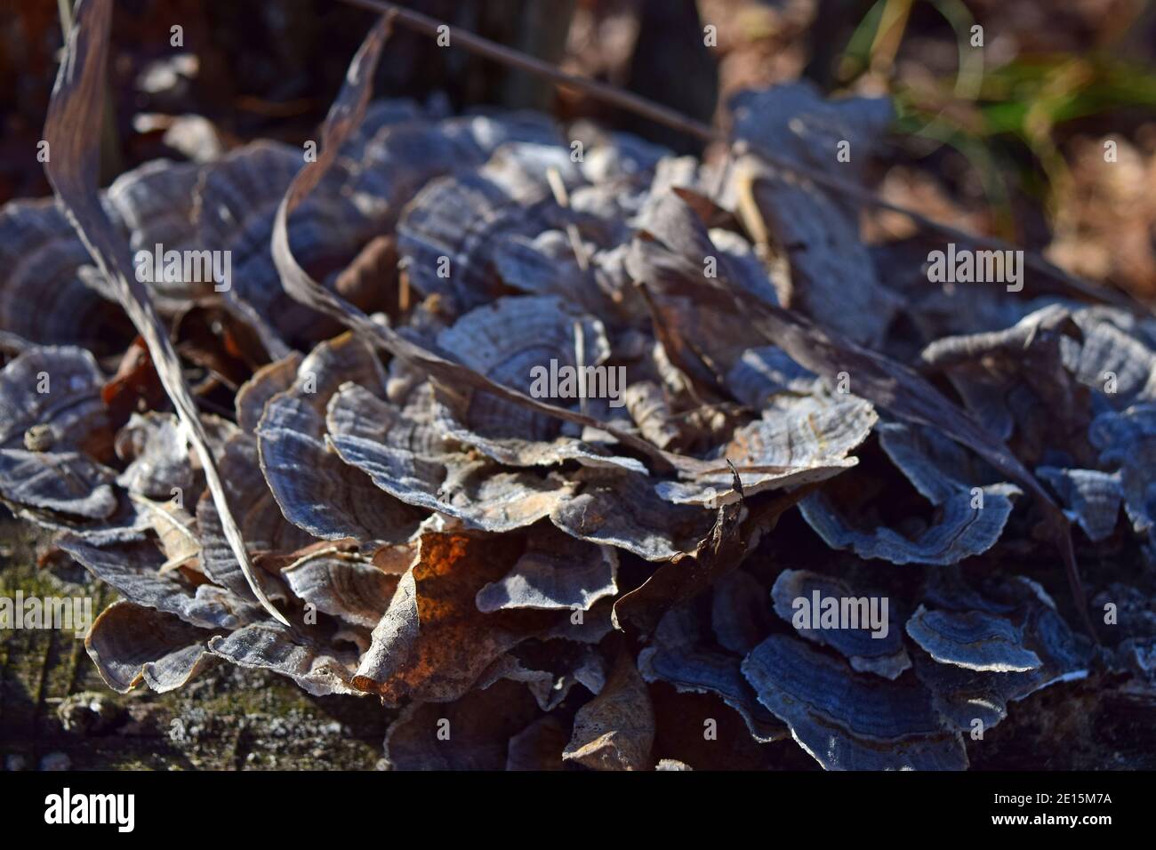 Tacchino coda o funghi White Rot Foto Stock
