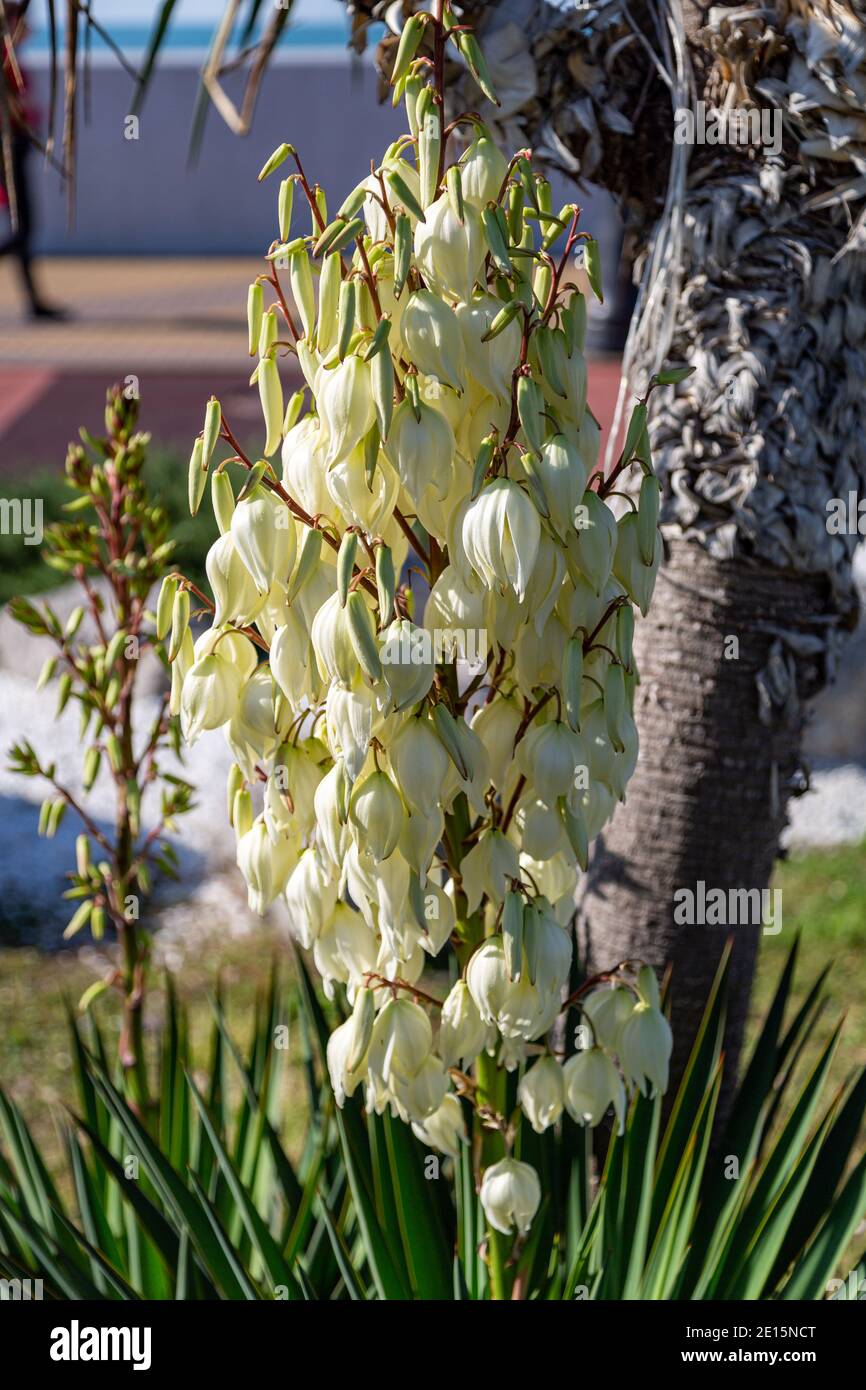 Fiori bianchi di pianta di yucca Foto Stock