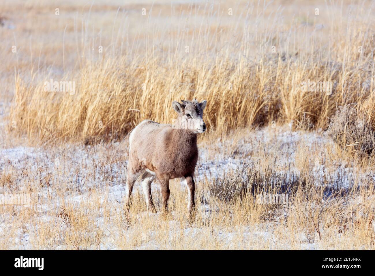 Agnello di pecora di Bighorn nel National Elk Refuge a Jackson, Wyoming Foto Stock