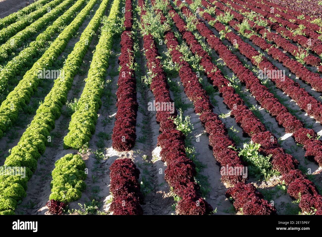 Filari di lattuga Spagna che coltivano ortaggi Foto Stock