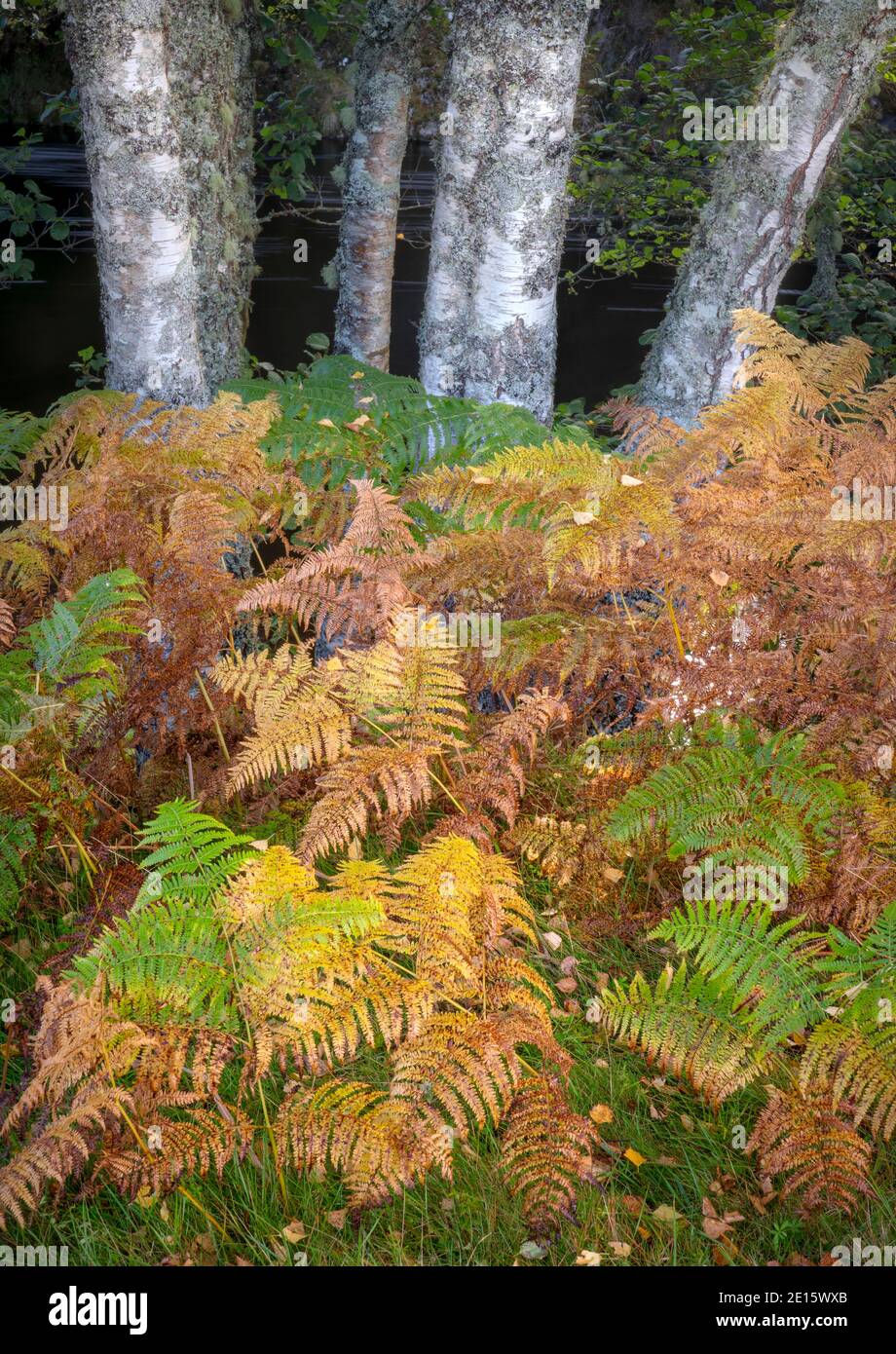 Highlands occidentali, Scozia: Dettaglio di tronchi di betulla e felci di colore autunnale in Glen Strathfarrar Foto Stock