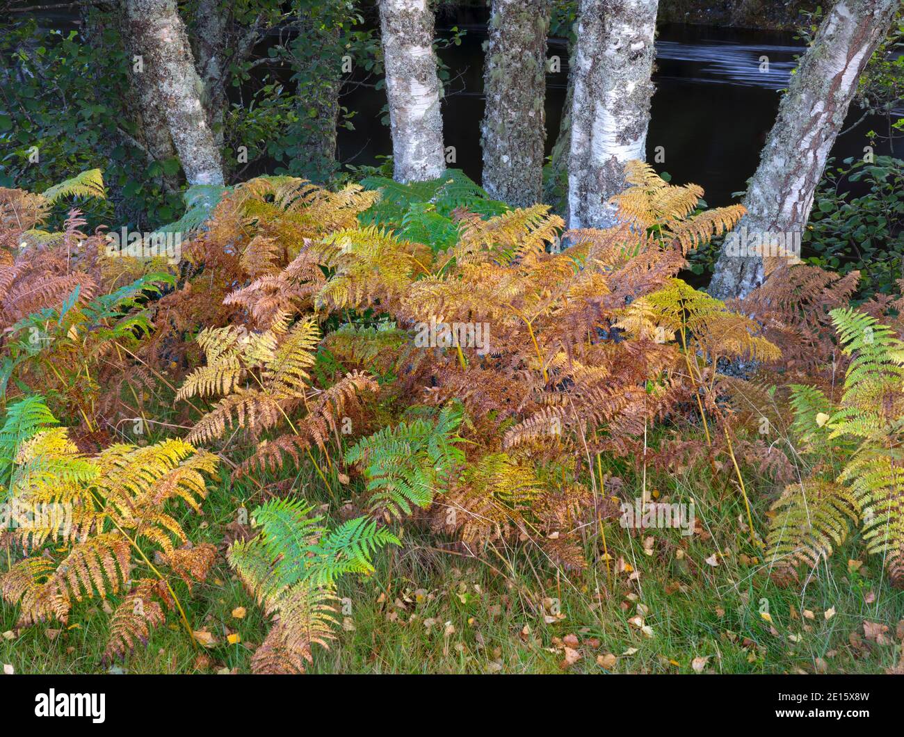 Highlands occidentali, Scozia: Dettaglio di tronchi di betulla e felci di colore autunnale in Glen Strathfarrar Foto Stock