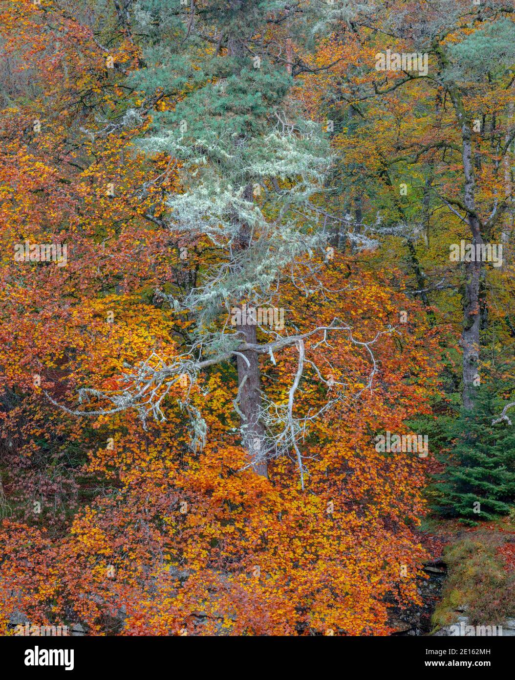 Western Highlands, Scozia: Colori autunnali dei canyon boschivi di faggio sopra il fiume Moriston, Invermoriston Foto Stock