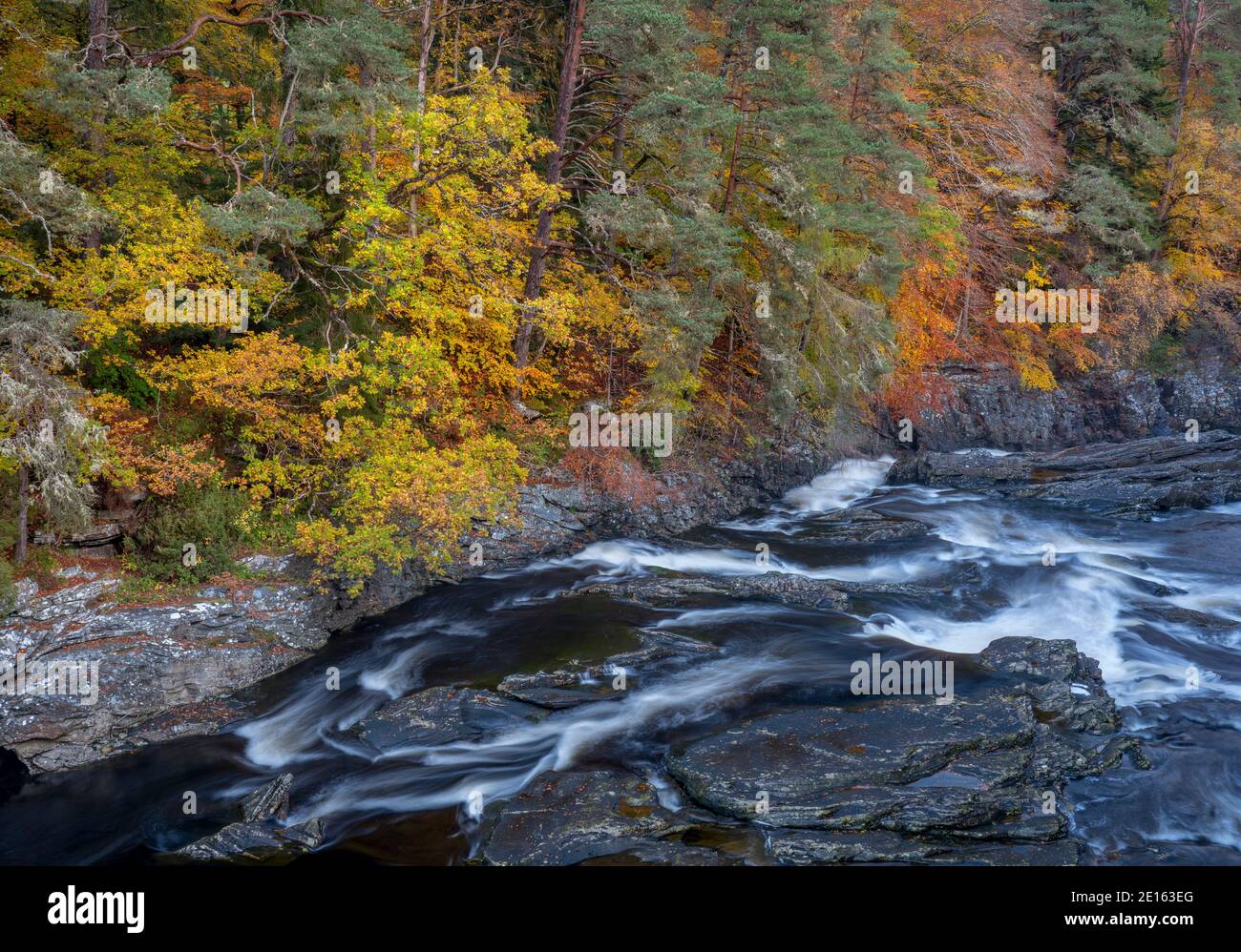Western Highlands, Scozia: Colori autunnali dei canyon boschivi di faggio sopra il fiume Moriston, Invermoriston Foto Stock