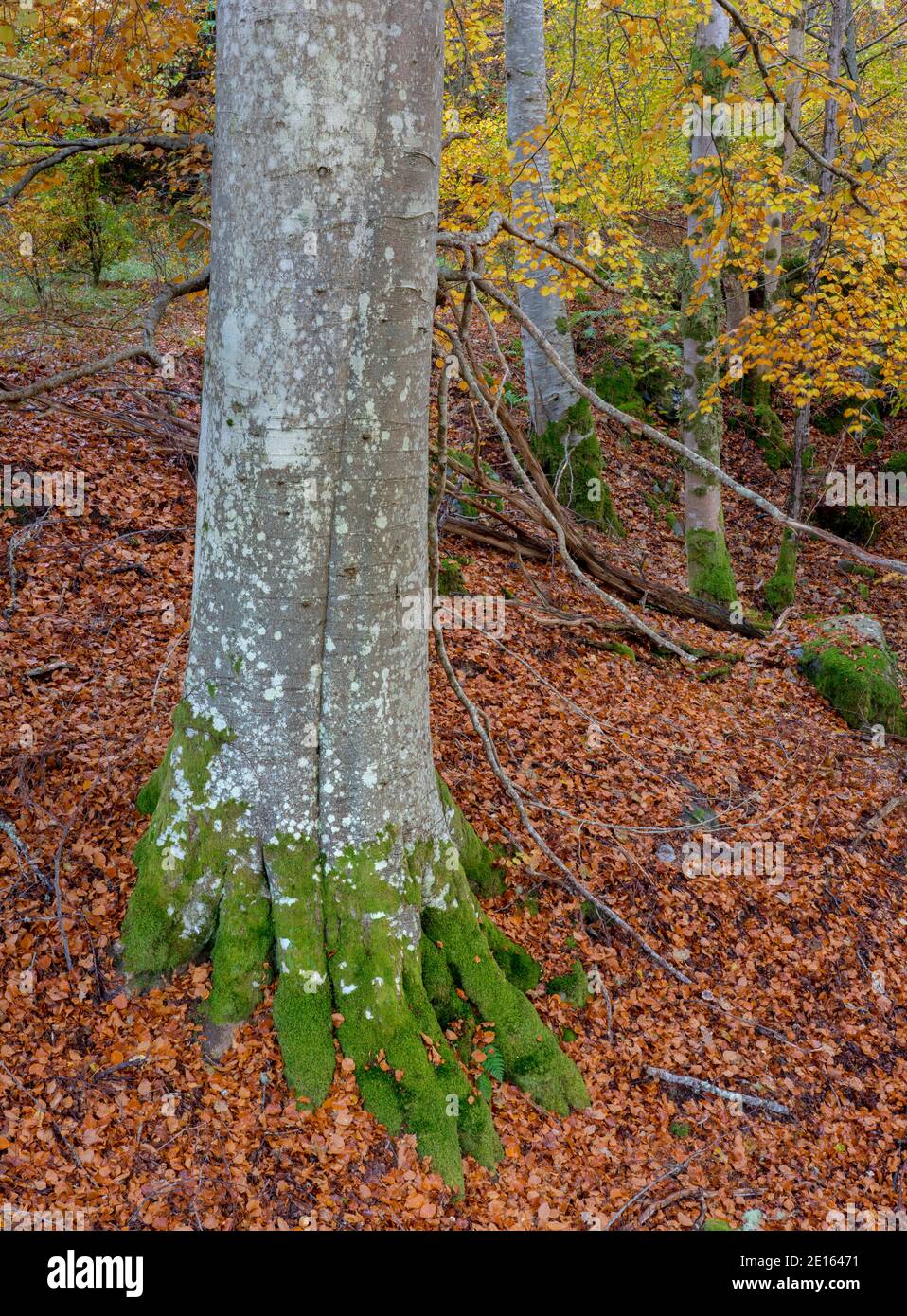 Western Highlands, Scozia: Colori autunnali del pavimento di faggeta sopra il fiume Moriston, Invermoriston Foto Stock