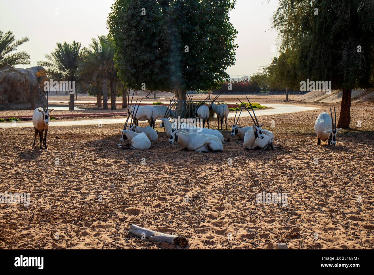 Dubai - Emirati Arabi Uniti, 12.29.2020 Antelope al Dubai Safari Park zoo. Foto Stock