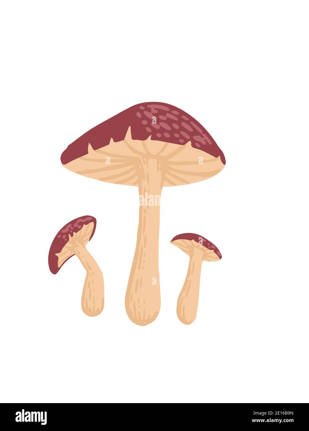 Gruppo di Fly Agarico fungo fresco avvelenoso organico piatto fungo illustrazione vettoriale isolata su sfondo bianco Illustrazione Vettoriale