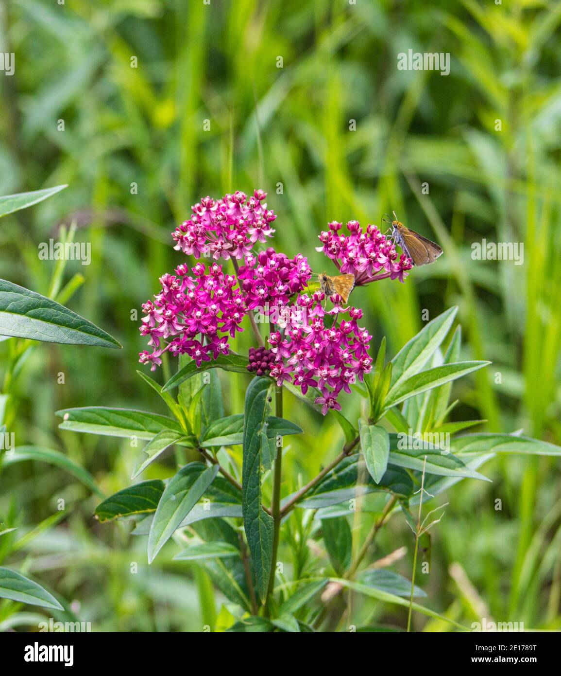 Swamp Milkweed e piccola farfalla. Seney National Wildlife Refuge. Seney, Michigan. Foto Stock