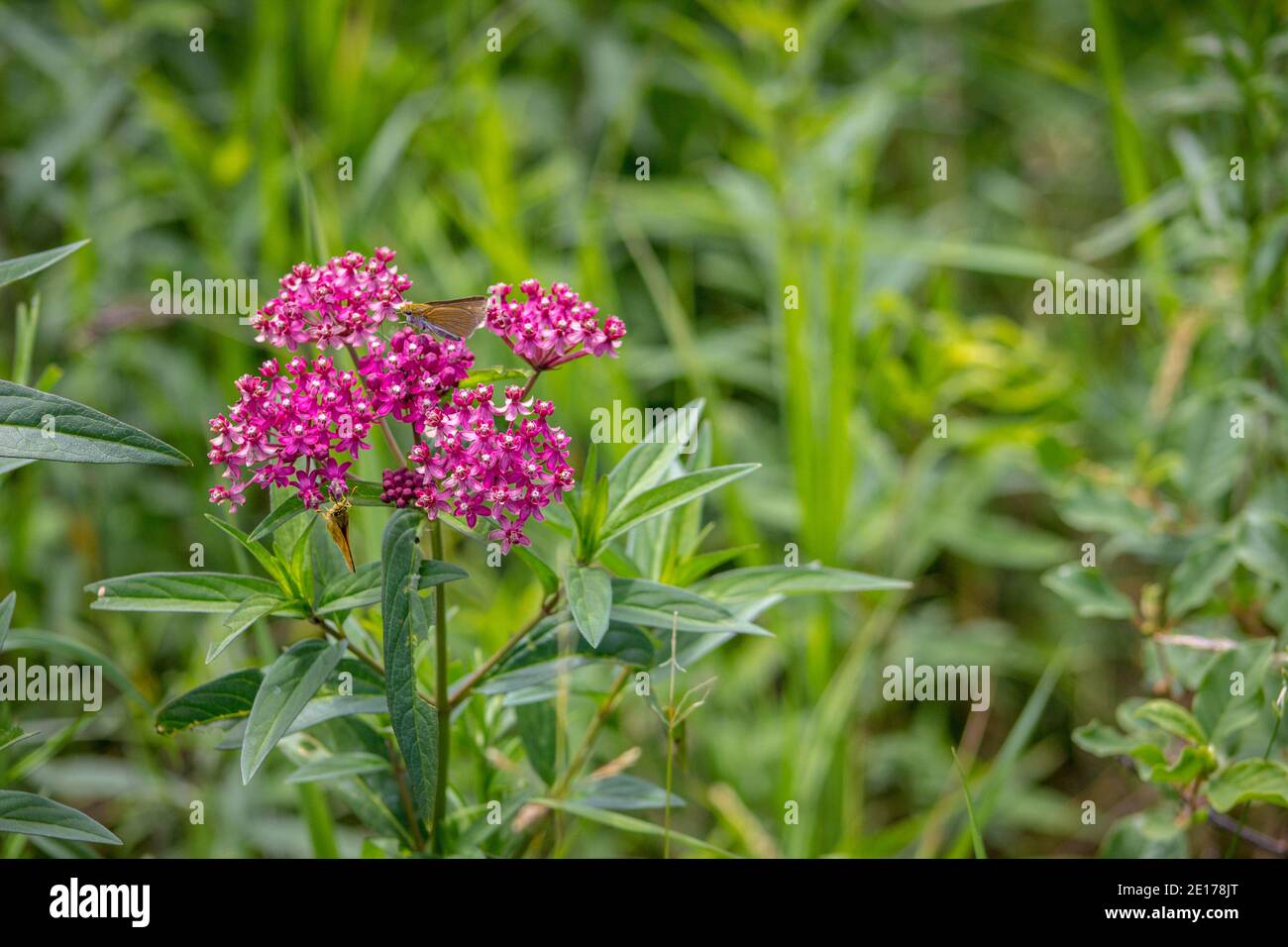 Swamp Milkweed e piccola farfalla. Seney National Wildlife Refuge. Seney, Michigan. Foto Stock