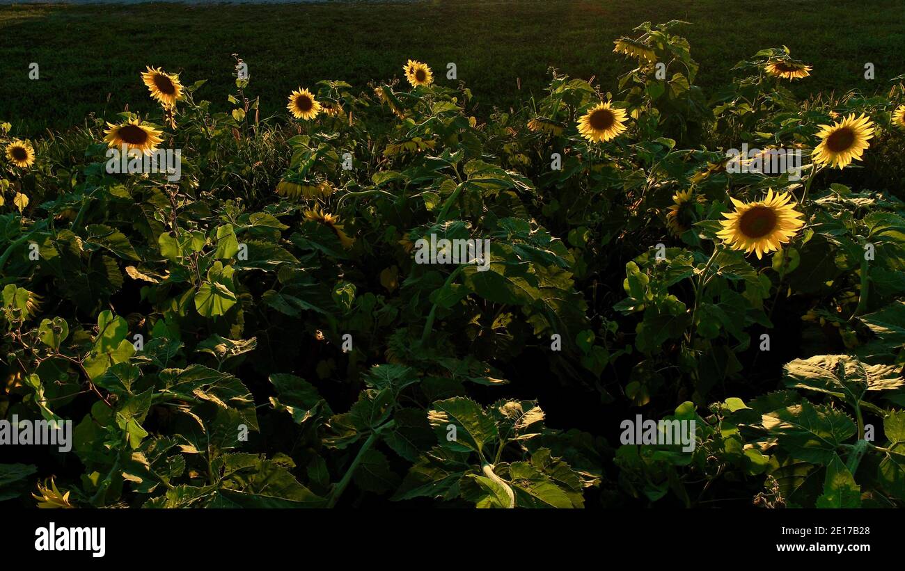 Prospettiva aerea di torreggianti file di girasoli che fioriscono nel campo agricolo al tramonto dorato, nel Wisconsin sudoccidentale, USA Foto Stock