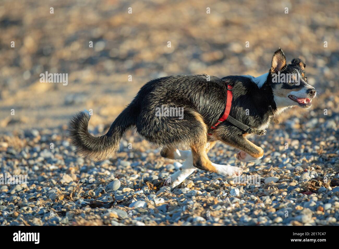 Cane Collie con bordo tricolore (Canis lupus familiaris). In procinto di recuperare una palla gettata dal mare. Running, occhi trasfiati, focalizzati, gambe, stre completo Foto Stock