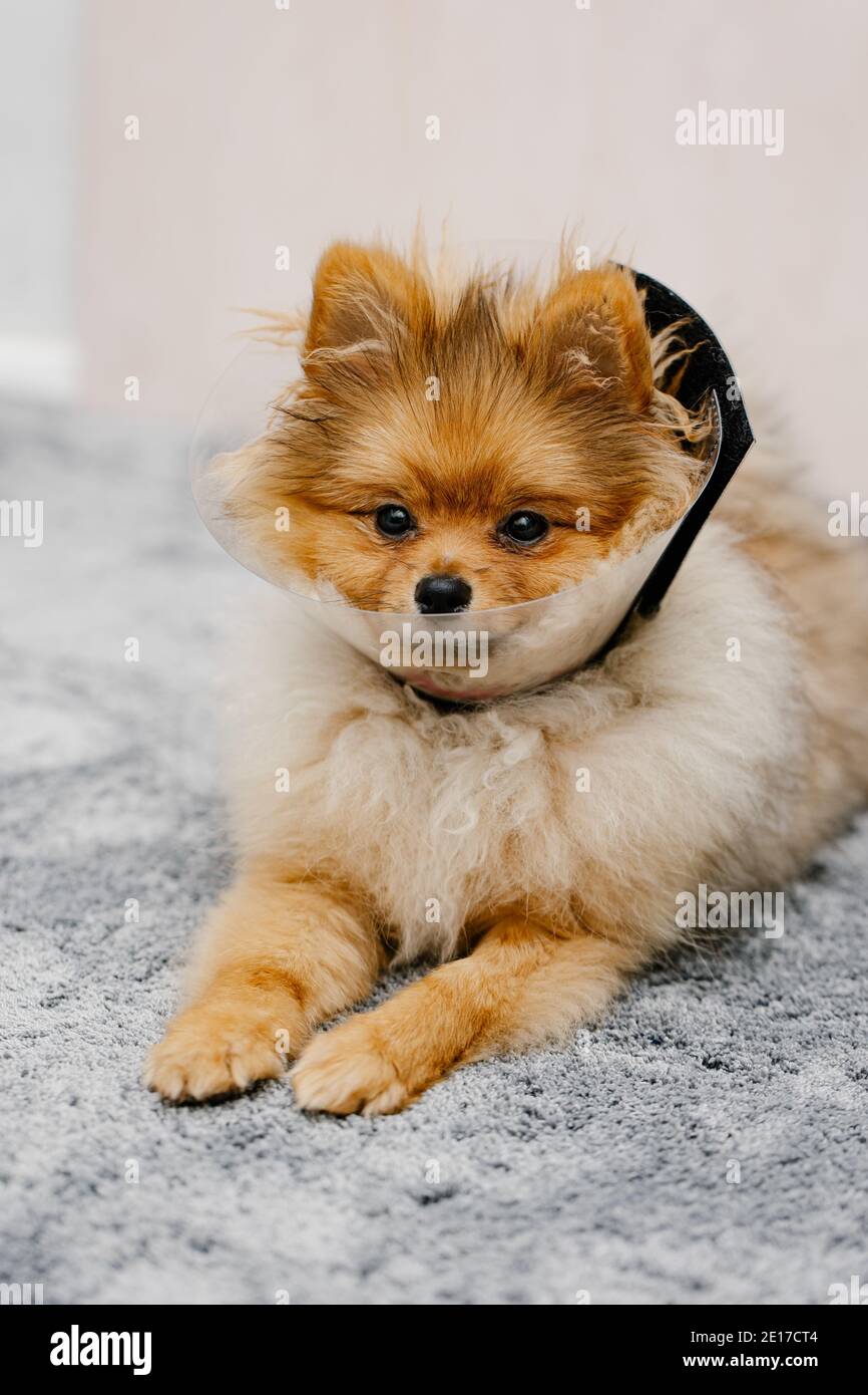 Cute cane pomeranian in un collare elisabettiano protettivo dopo l'intervento si trova sul pavimento. Foto Stock