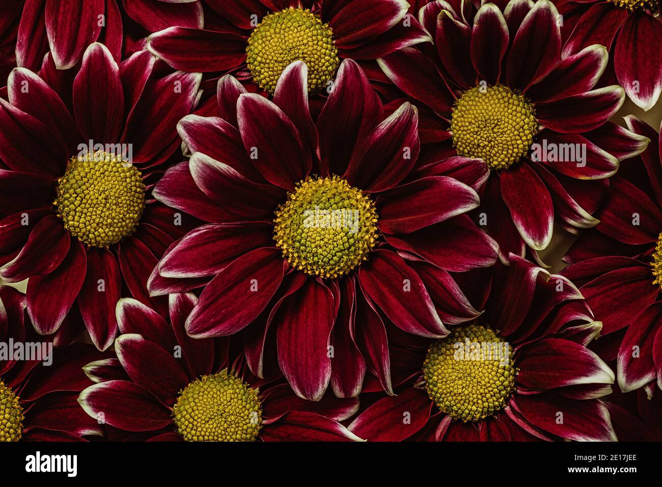 Rosso scuro con crisantemi gialli. Motivo floreale sfondo Foto Stock