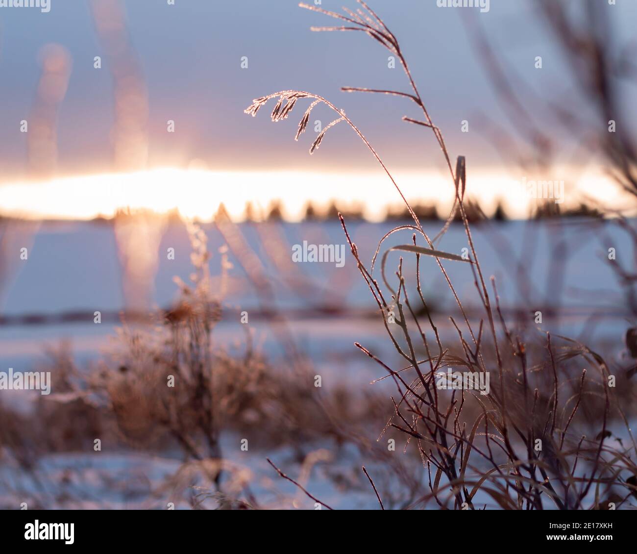 Tramonto che splende attraverso le erbe sul campo di prateria coperto di neve in inverno Foto Stock