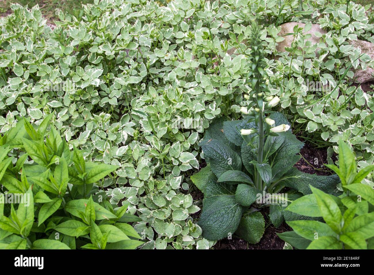 Pianta bianca tossica Foxglove in giardino. La pianta tossica per gli animali è usata per fare il farmaco cardiaco Digoxin. È stato usato dagli Americani nativi Foto Stock