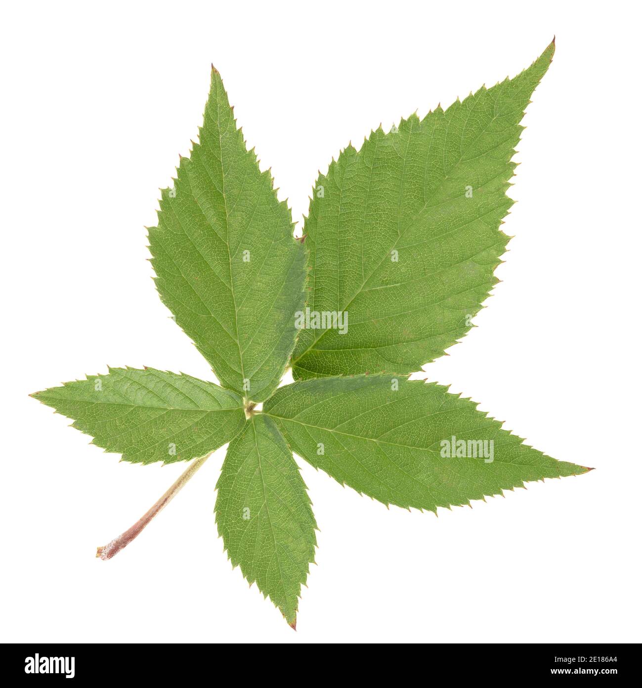 BlackBerry lascia isolato su sfondo bianco. Profondità di campo completa con tracciato di ritaglio. Foto Stock