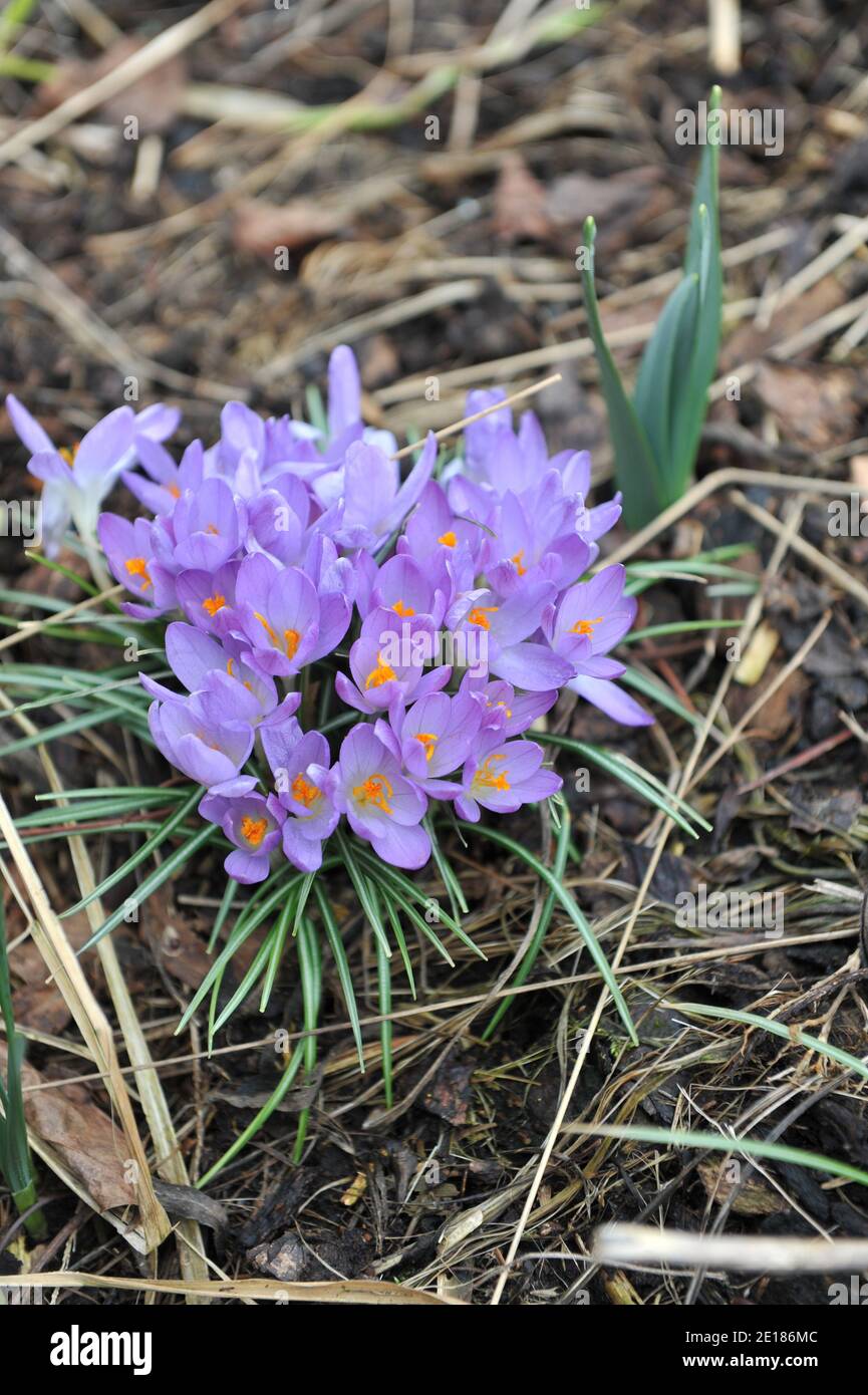 Crocus tommasinianus violetto-porpora precoce (Crocus tommasinianus) Whitewell Viola fiorisce in un giardino nel mese di marzo Foto Stock