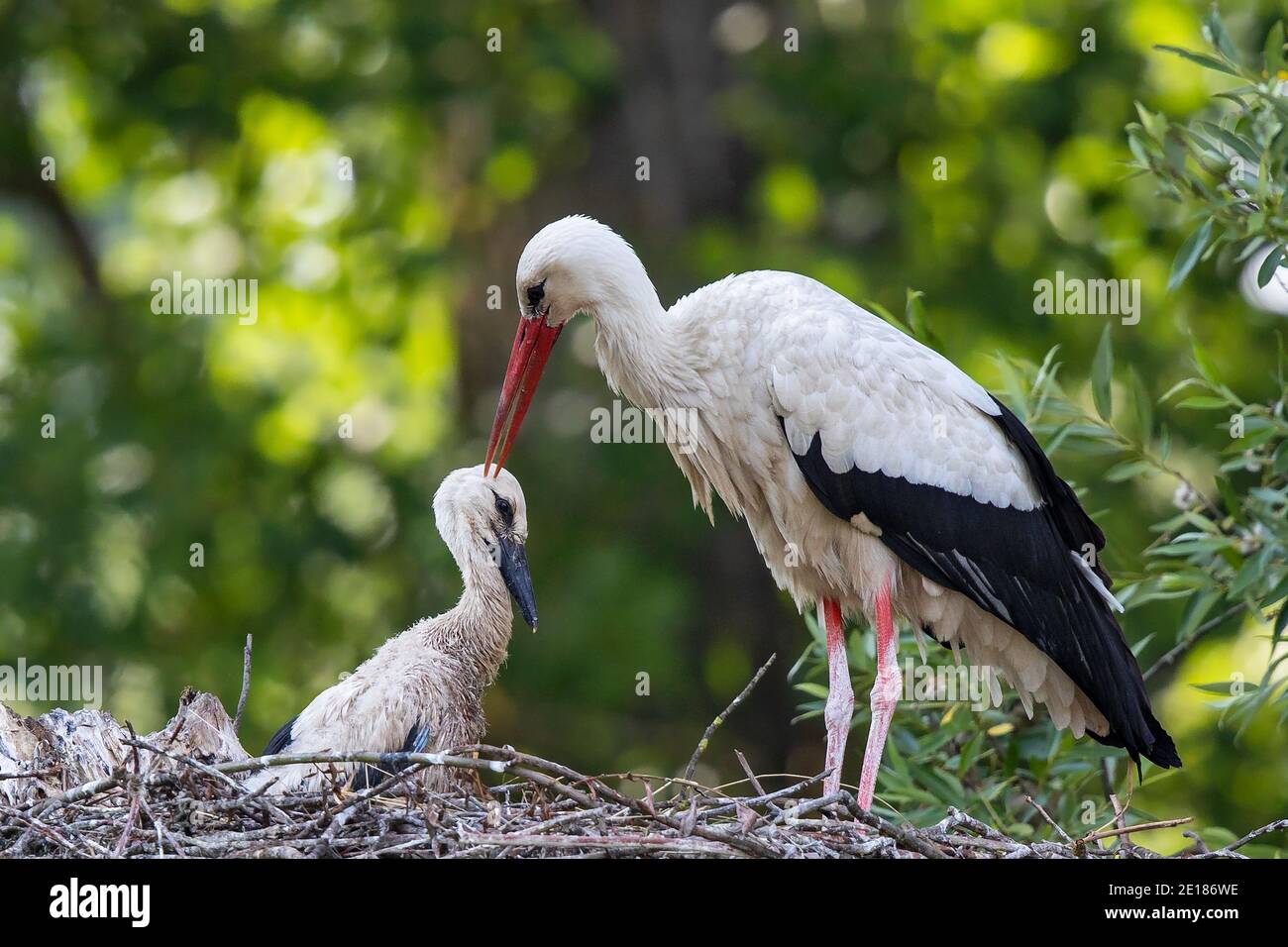 White Stork (Ciconia ciconia) adulto che abbatti teneramente il suo pulcino con la fattura su nido, Baden-Wuerttemberg, Germania Foto Stock