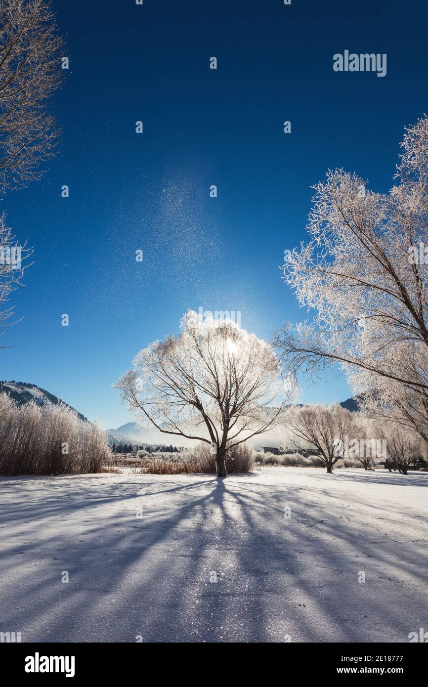 Paesaggio invernale panoramico con alberi ghiacciati a Jackson Hole, Wyoming, USA Foto Stock