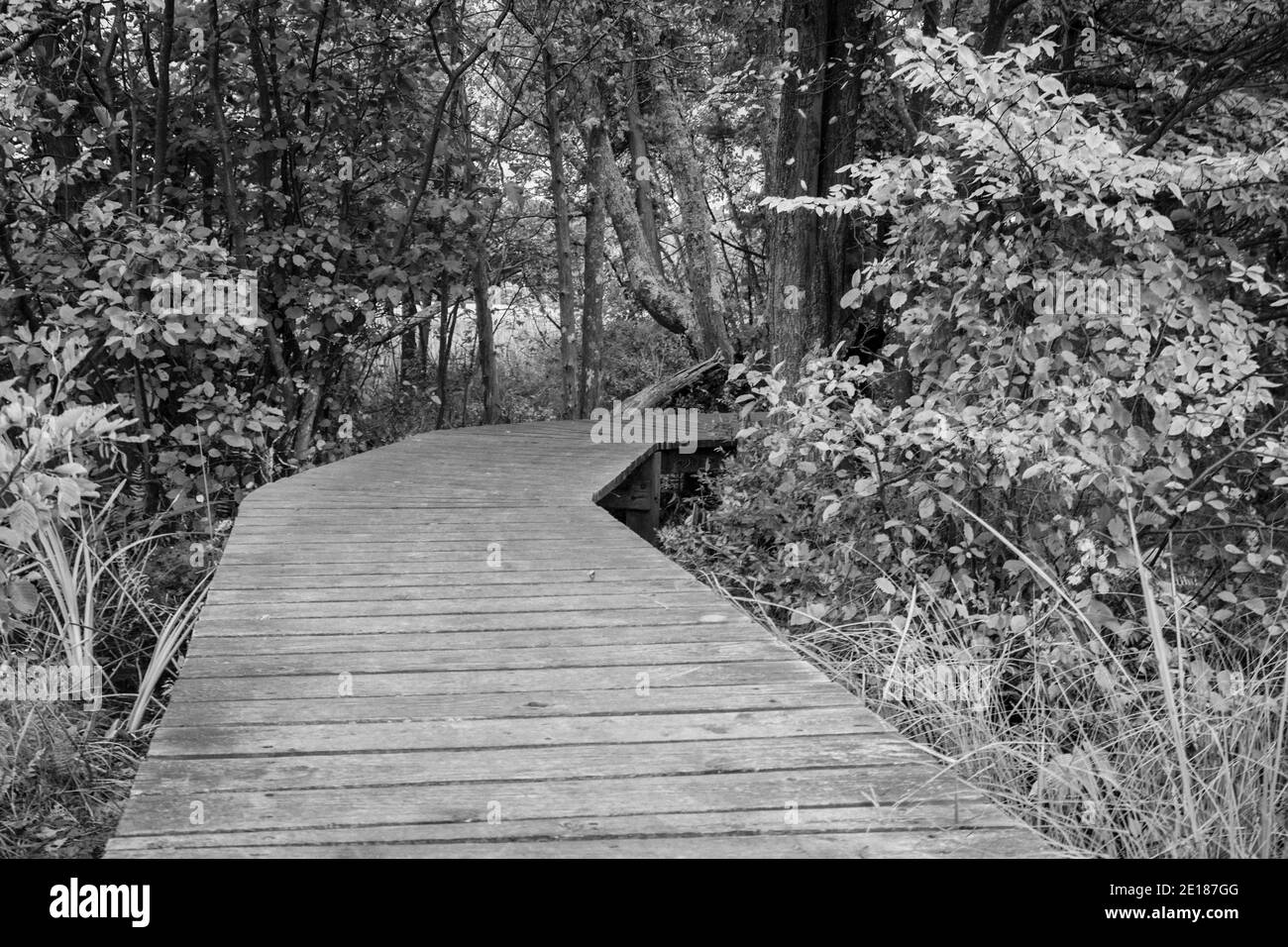 Intorno alla piegatura. Il percorso in bianco e nero del lungomare si curva attraverso un paesaggio di foresta. Foto Stock