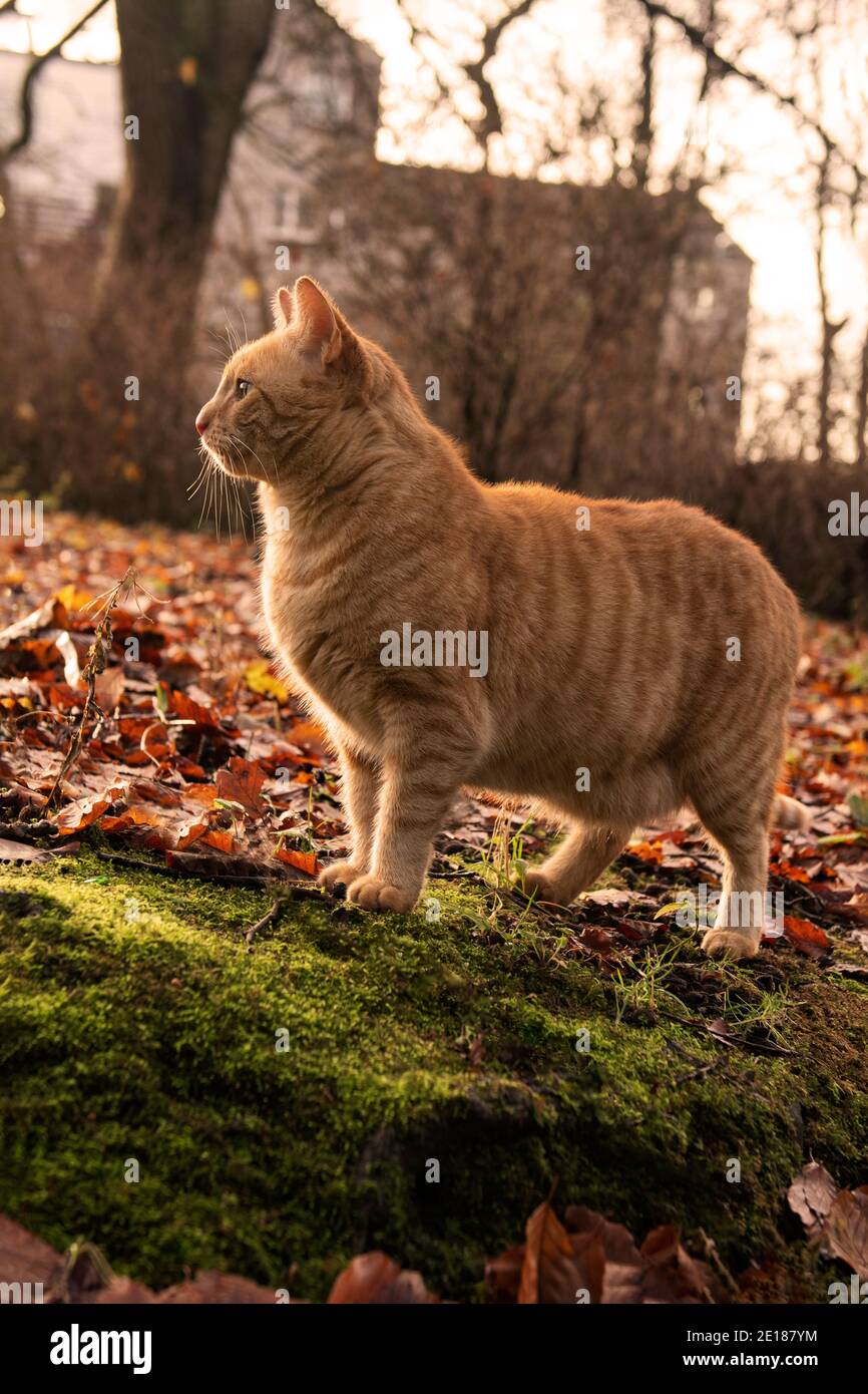 Ronald il gatto al sole d'oro Foto Stock
