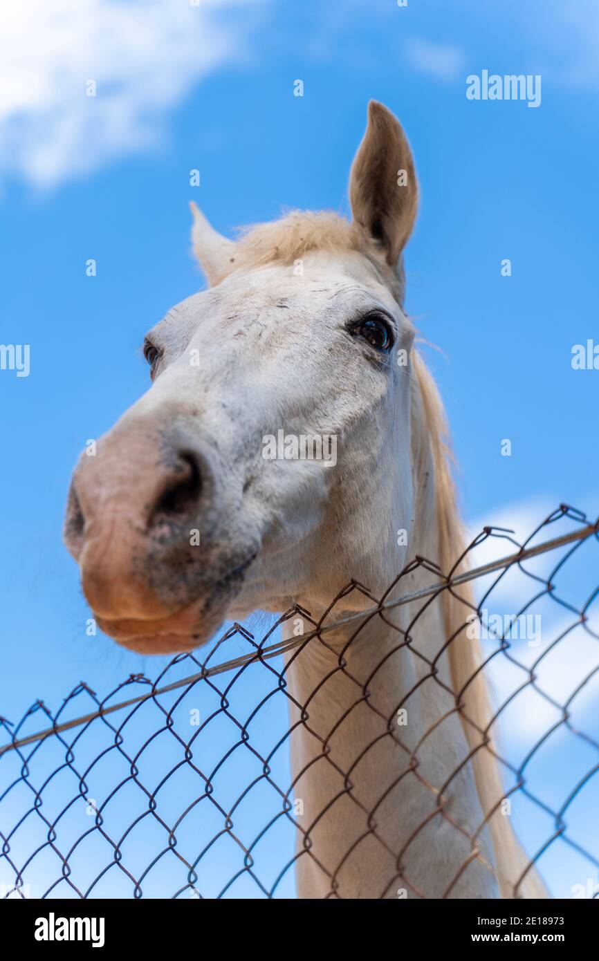Ritratto di un cavallo bianco Foto Stock