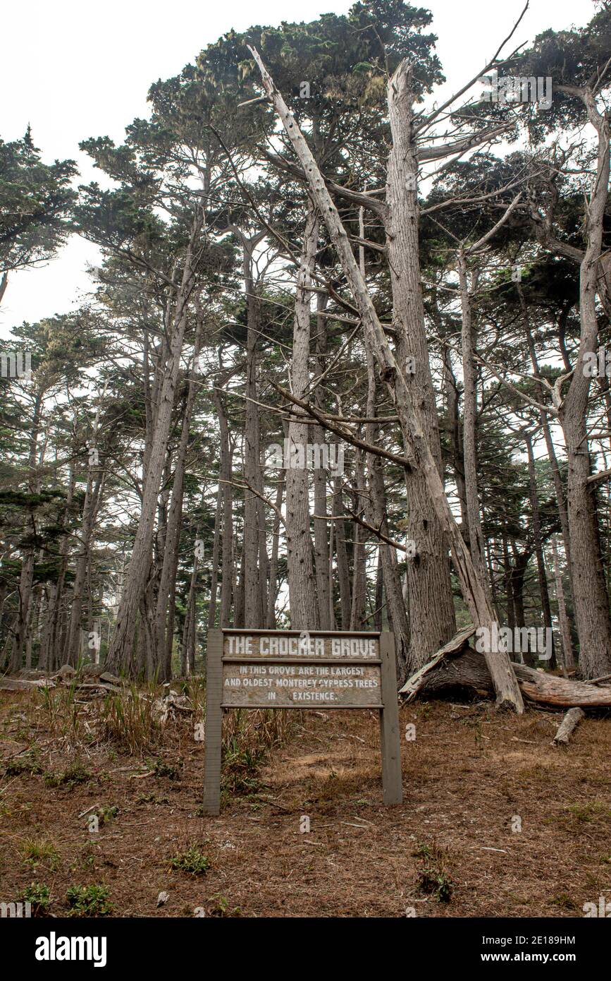 Pacific Grove, 10 settembre 2020. Il Crocker Grove, dove si trova il più grande e olde cipresso albero può essere trovato Foto Stock