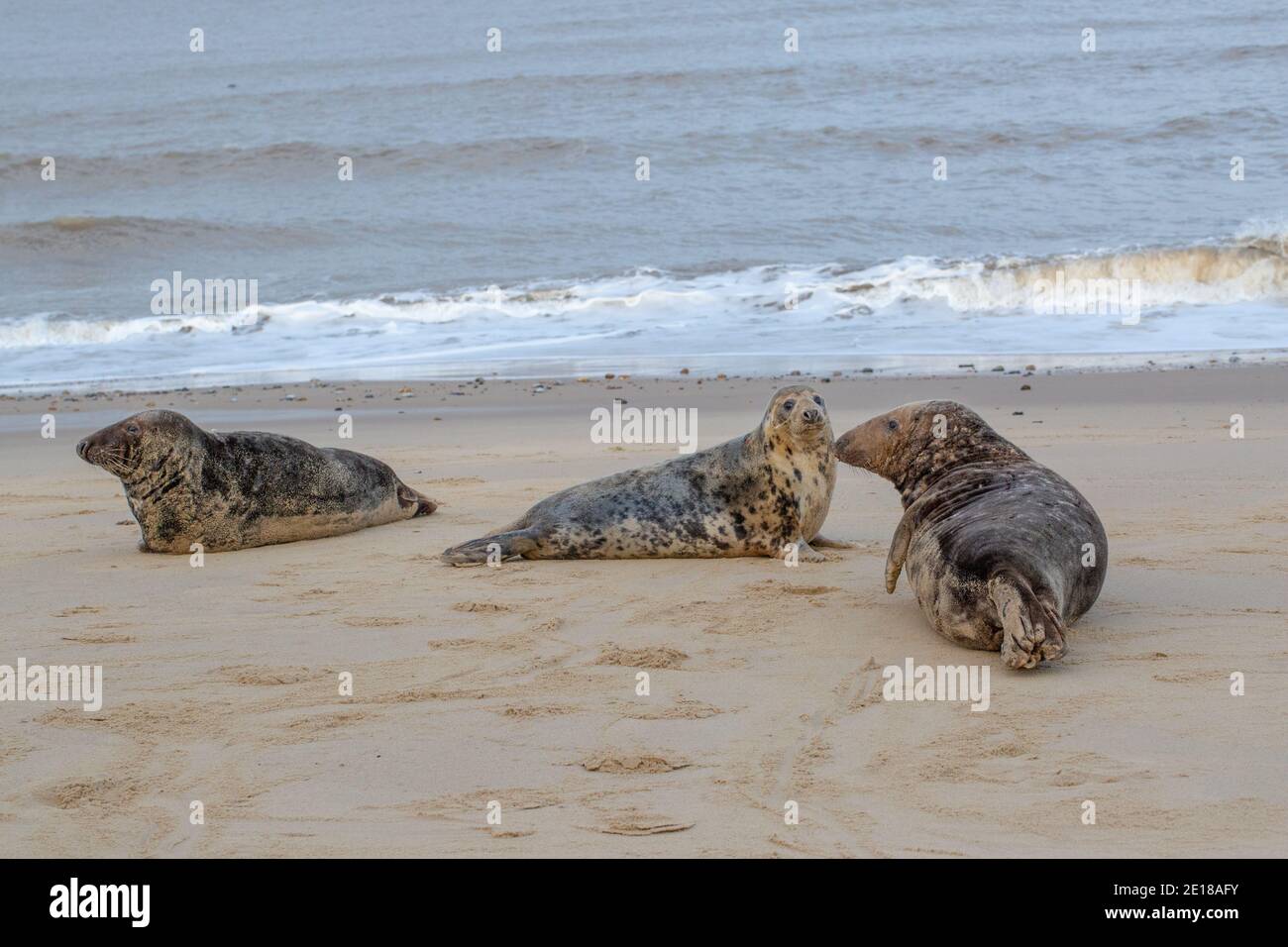 Foche grigie (HalIichoerus grypus), tre trasportate su Waxham, spiaggia, Norfolk. Due tori anticipano il tempo di mucca, centro, oestroso condizione di accoppiamento. Foto Stock