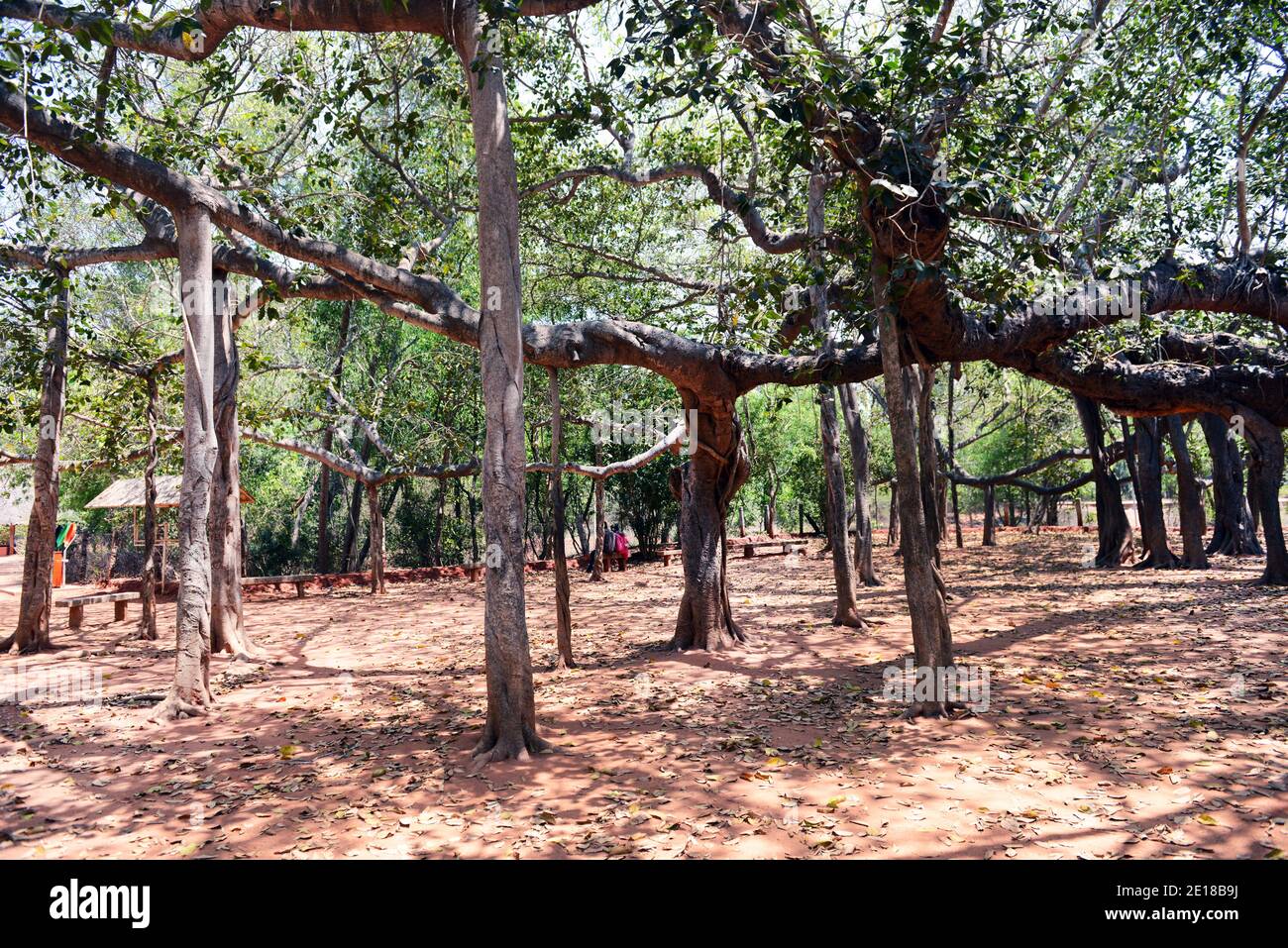 Il famoso Banyan Tree ad Auroville, India. Foto Stock