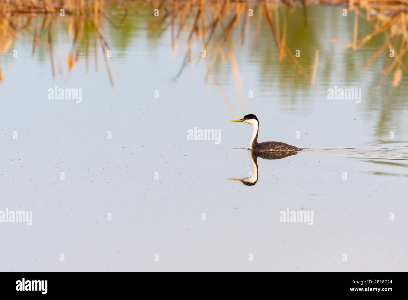 Un grebe occidentale, l'Aechmophorus occidentalis, che nuota in un fiume tranquillo nell'Alberta centrale, Canada. Foto Stock