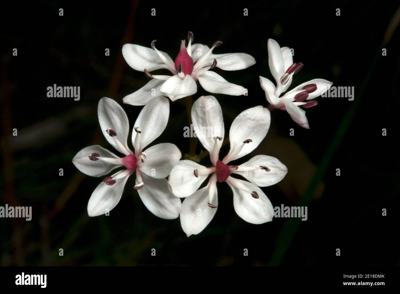 Una folla di Milkmaids (Burchardia Ummellata) illumina i boschi della primavera. Molto comune ovunque, ma si trova a Hochkins Ridge Flora Reserve. Foto Stock