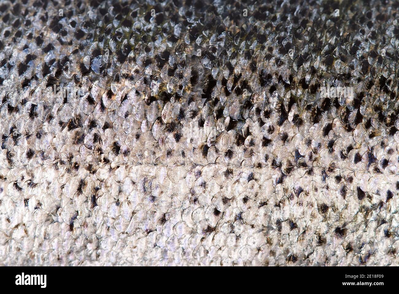 Fresco crudo salmone pesce pelle macro texture per sfondo Foto Stock