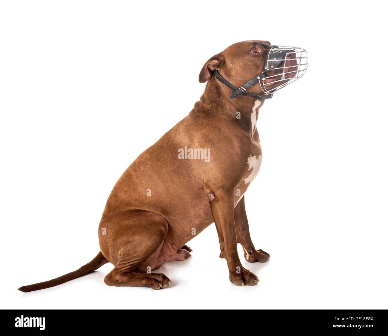 Pitbull Red Nose davanti a uno sfondo bianco Foto Stock