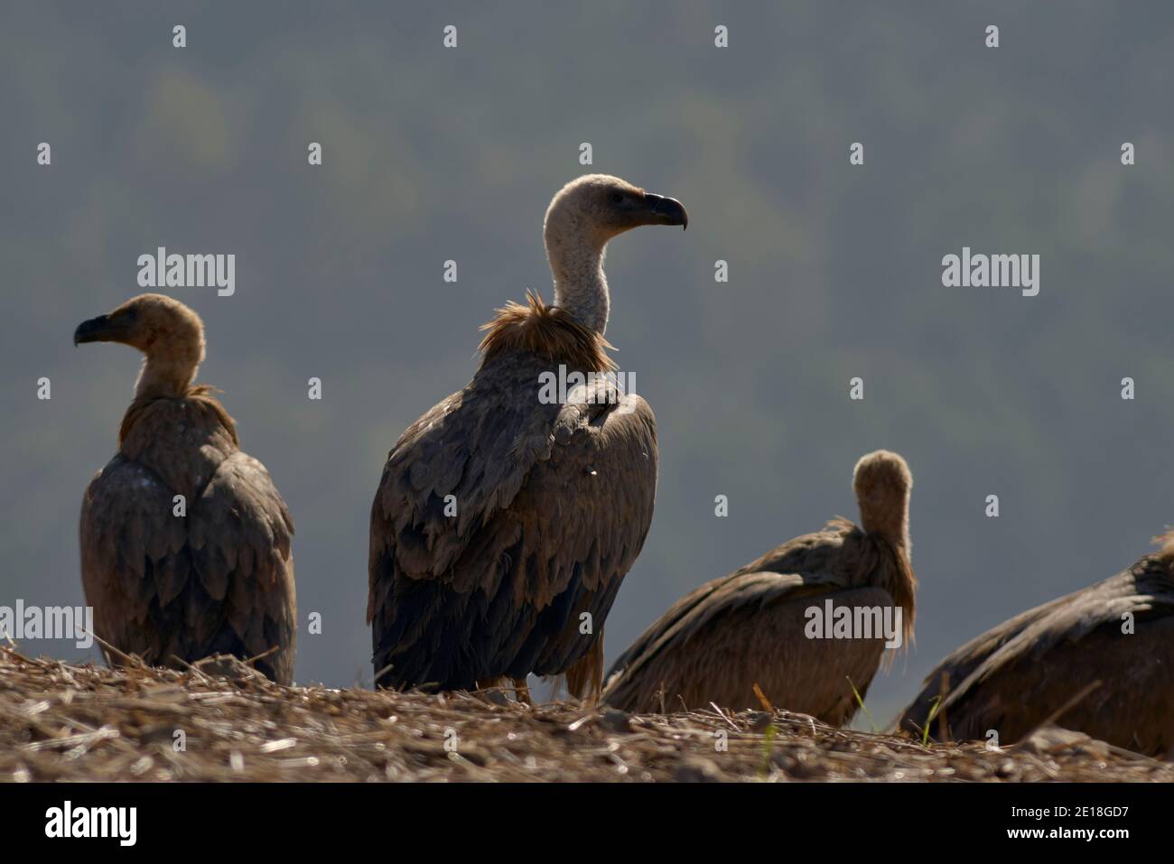 Gruppo di avvoltoi griffon (Gyps fulvus) prendere il sole a Malaga. Andalusia, Spagna Foto Stock
